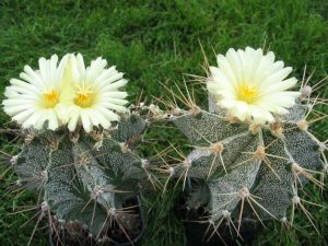 کاکتوس آستروفیتوم (Astrophytum) کاکتوس آستروفیتوم (Astrophytum)